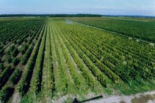 Quincy vineyards of Roux estate