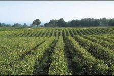 Quincy sauvignon vineyards