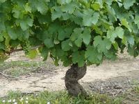 Vignoble de Quincy