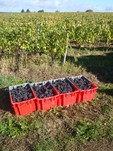 Hand harvest