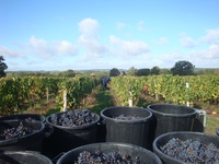 Hand harvest