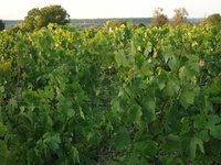 Quincy wine-growing region