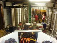 Tri des raisins dans nos chais à Chateaumeillant