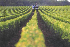 Mechanical harvest