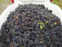 Beaux raisins ramassés