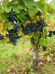 Vignes avant les vendanges à Chateaumeillant