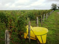 Nos vignes sur Châteaumeillant